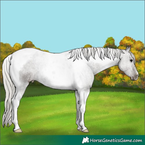 Horse Color:Silver Black Tobiano