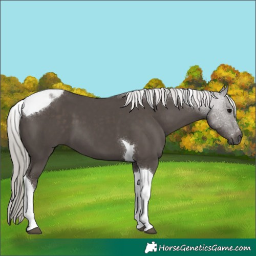 Horse Color:Silver Black Tobiano 