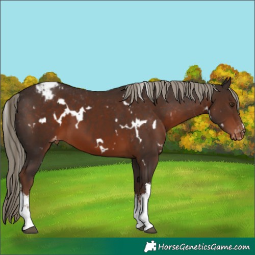 Horse Color:White Spotted Liver Chestnut Varnish