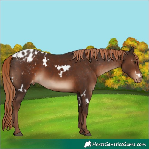 Horse Color:White Spotted Liver Chestnut Varnish