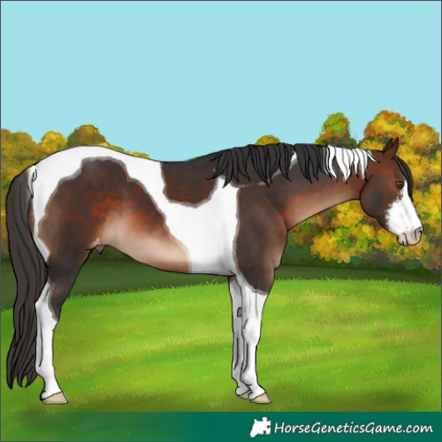 Horse Color:White Spotted Brown Tobiano Varnish