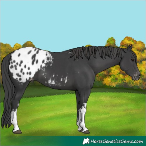 Horse Color:White Spotted Black Tobiano Blanket 