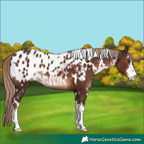 Horse Color:White Spotted Liver Chestnut Blanket