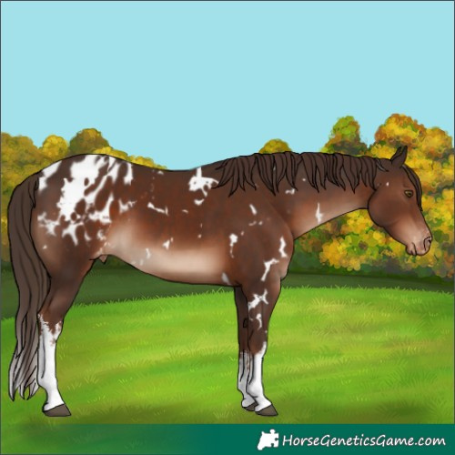 Horse Color:White Spotted Liver Chestnut Blanket 