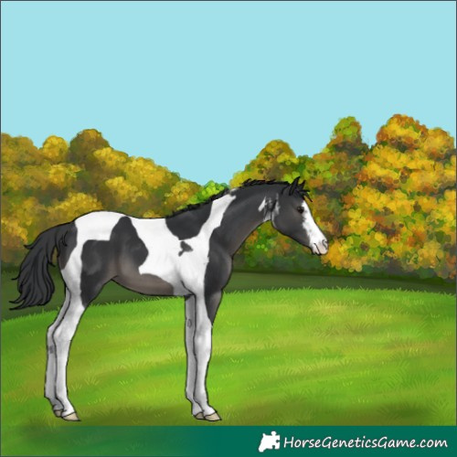 Horse Color:White Spotted Black Tobiano 