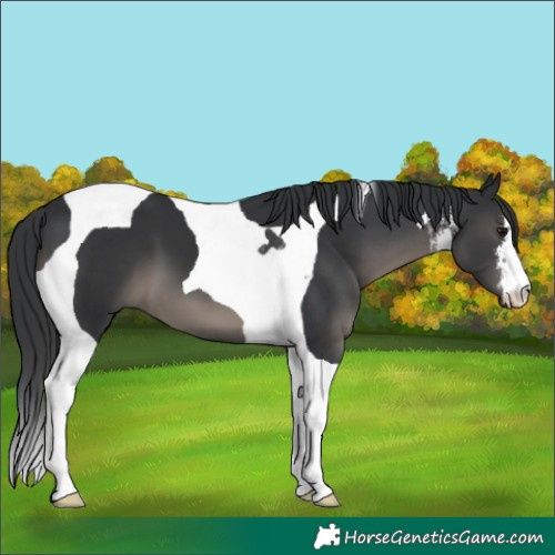 Horse Color:White Spotted Black Tobiano 