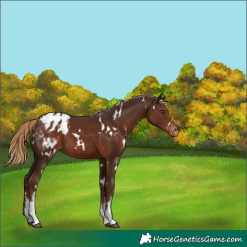 Horse Color:White Spotted Liver Chestnut Appaloosa 