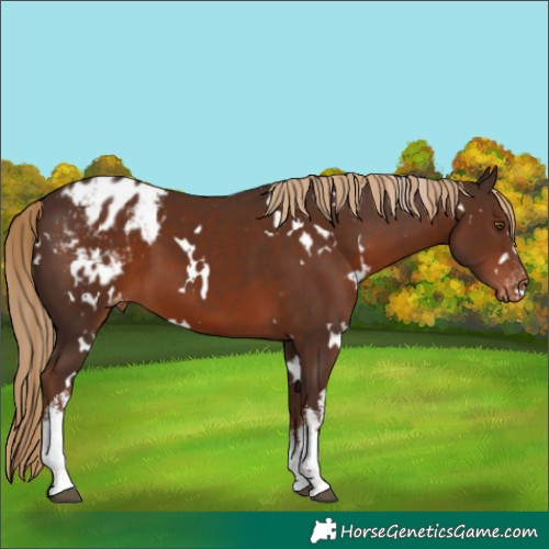 Horse Color:White Spotted Liver Chestnut Varnish