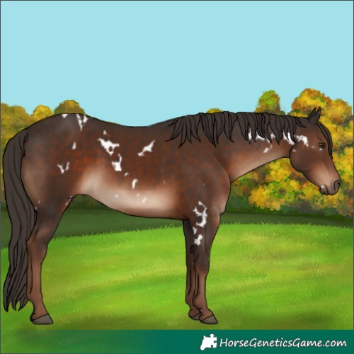 Horse Color:White Spotted Liver Chestnut