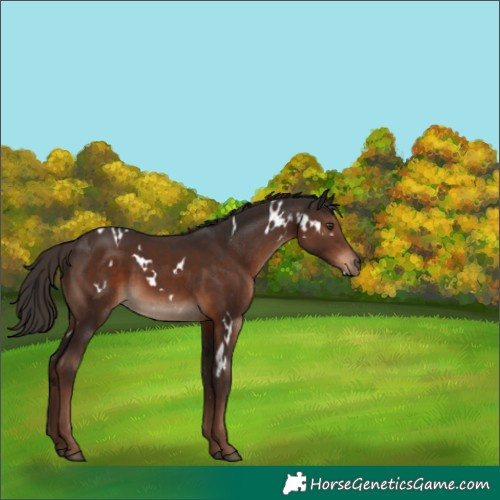 Horse Color:White Spotted Liver Chestnut 