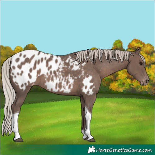 Horse Color:White Spotted Silver Black Tobiano Blanket