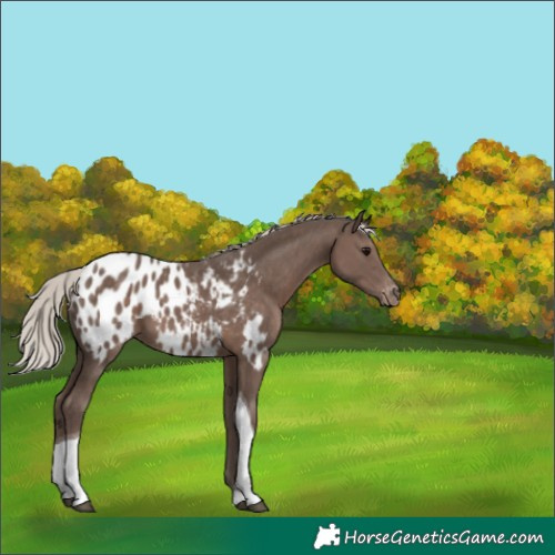 Horse Color:White Spotted Silver Black Tobiano Appaloosa 