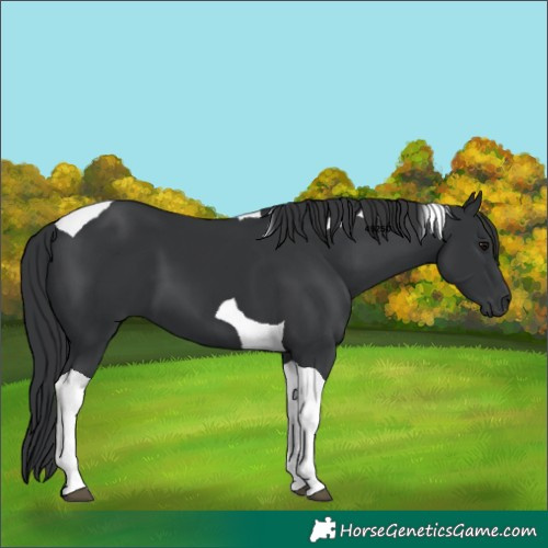 Horse Color:Black Tobiano