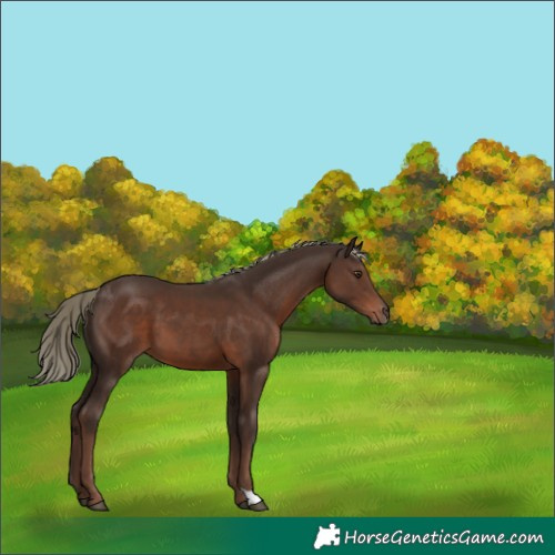 Horse Color:Liver Chestnut Mushroom 