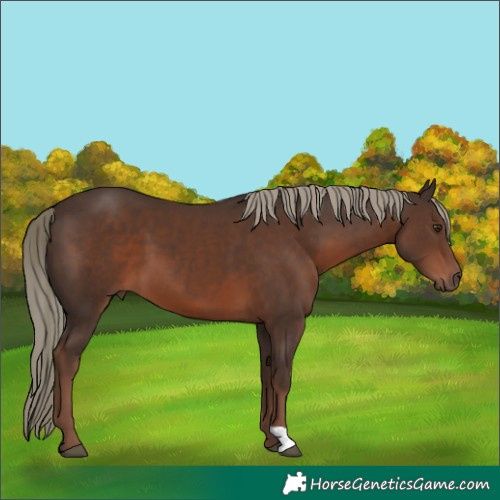 Horse Color:Liver Chestnut Mushroom
