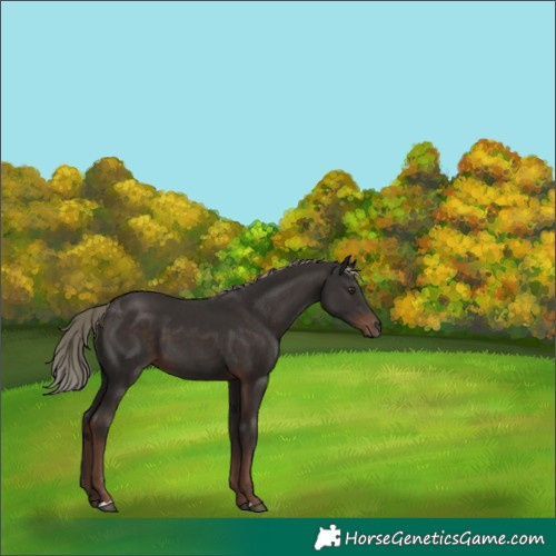 Horse Color:Liver Chestnut Mushroom 