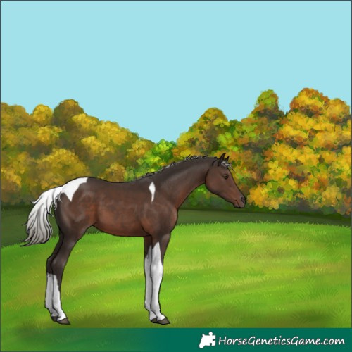 Horse Color:Liver Chestnut Mushroom Tobiano