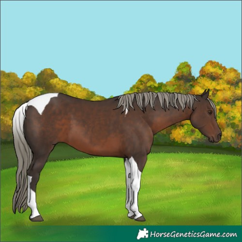 Horse Color:Liver Chestnut Mushroom Tobiano 