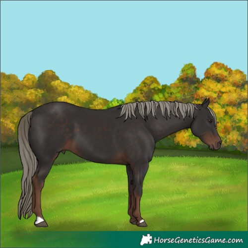 Horse Color:Liver Chestnut Mushroom