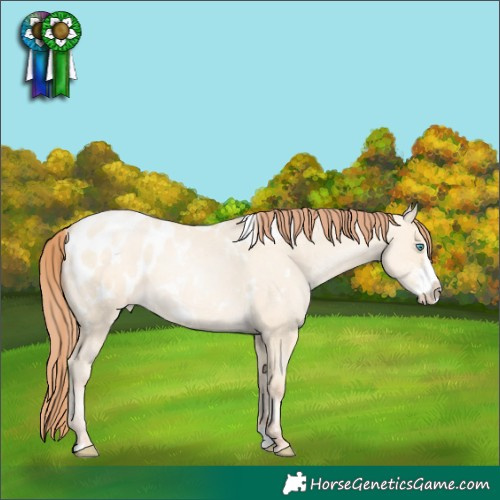 Horse Color:White Spotted Classic Cream Champagne Pearl Dun Sabino Splash Appaloosa