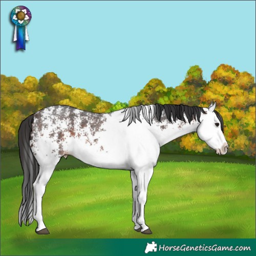 Horse Color:White Spotted Brown Splash
