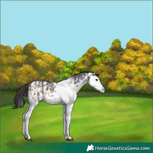 Horse Color:White Spotted Brown Splash 