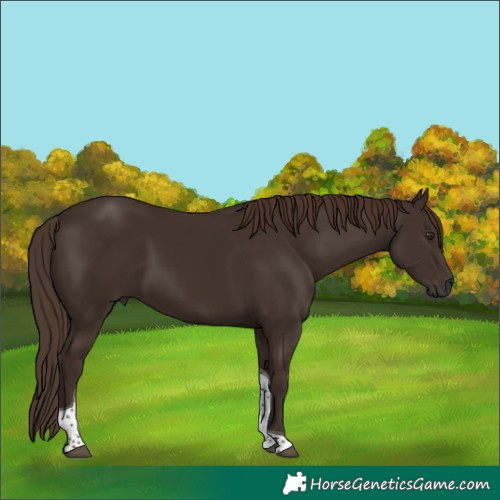 Horse Color:Liver Chestnut Tobiano 