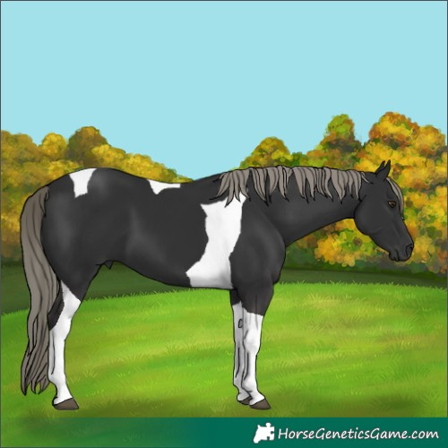 Horse Color:Liver Chestnut Mushroom Tobiano