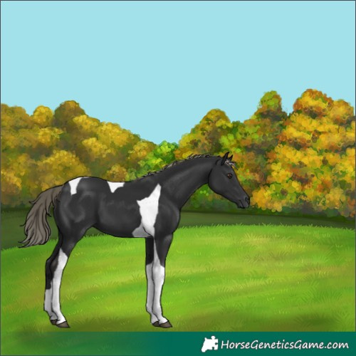 Horse Color:Liver Chestnut Mushroom Tobiano 