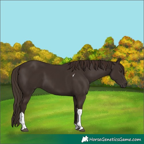 Horse Color:Liver Chestnut Tobiano 