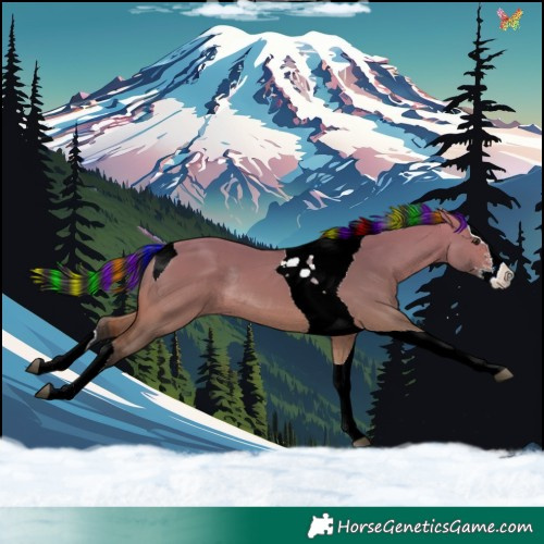 Horse Color:Painted Bay Dun Sabino Splash Tobiano Rabicano