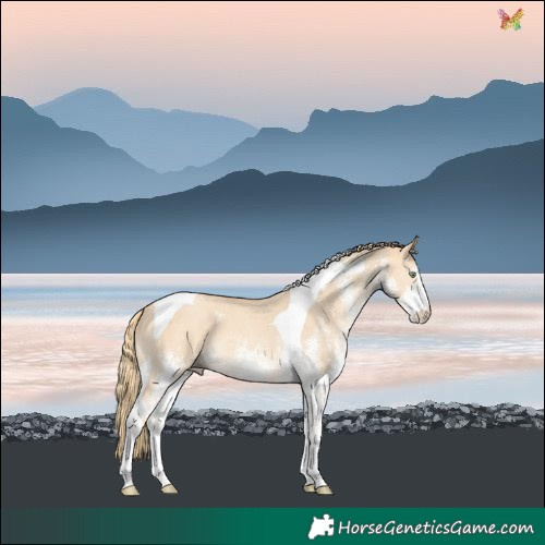 Horse Color:White Spotted Gold Champagne Dun Tobiano 