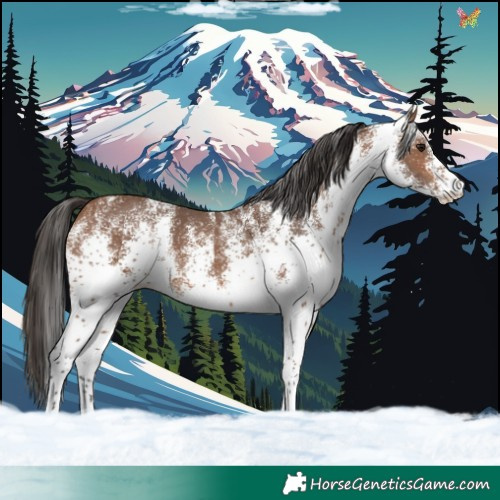 Horse Color:White Spotted Bay