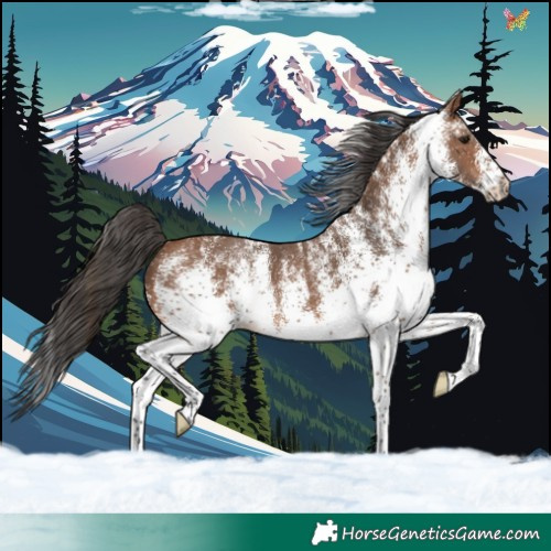 Horse Color:White Spotted Bay 