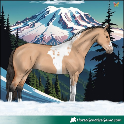 Horse Color:Bay Dun Tobiano 