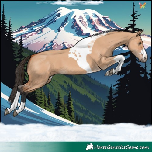Horse Color:Bay Dun Tobiano 