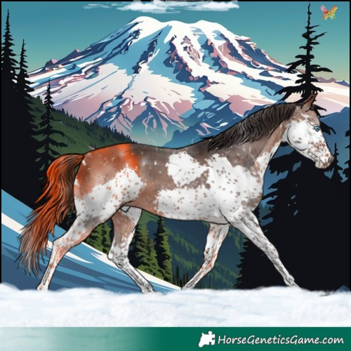 Horse Color:White Spotted Brown Splash 