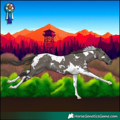Horse Color:White Spotted Grullo Tobiano Appaloosa