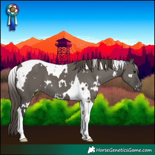 Horse Color:White Spotted Grullo Tobiano Appaloosa 