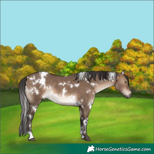 Horse Color:White Spotted Brown Dun Rabicano