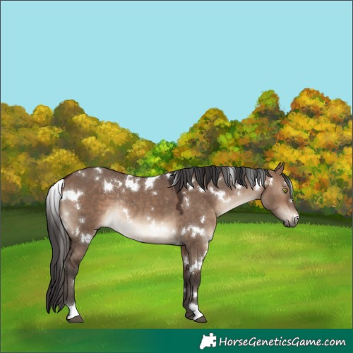 Horse Color:White Spotted Brown Dun Rabicano 