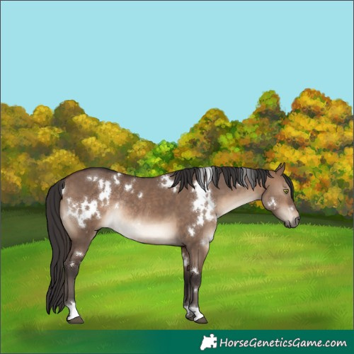 Horse Color:White Spotted Brown Dun Rabicano