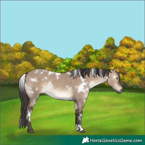 Horse Color:White Spotted Brown Dun Rabicano 