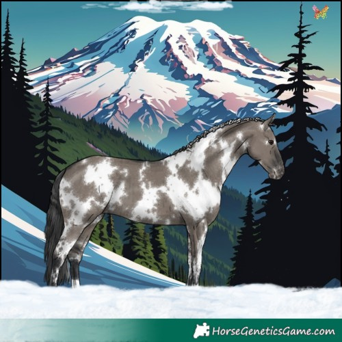 Horse Color:White Spotted Grullo Appaloosa Brindle