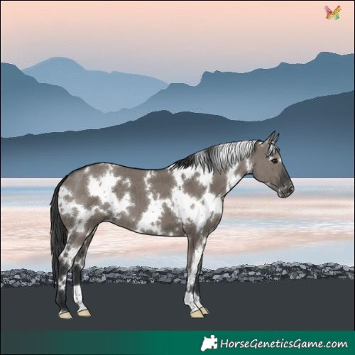 Horse Color:White Spotted Grullo Varnish Brindle