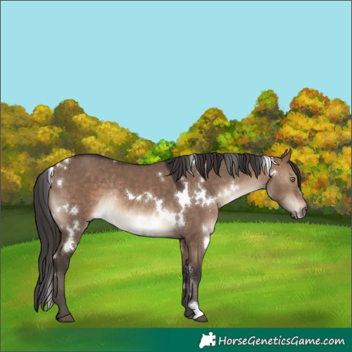 Horse Color:White Spotted Brown Dun Rabicano 