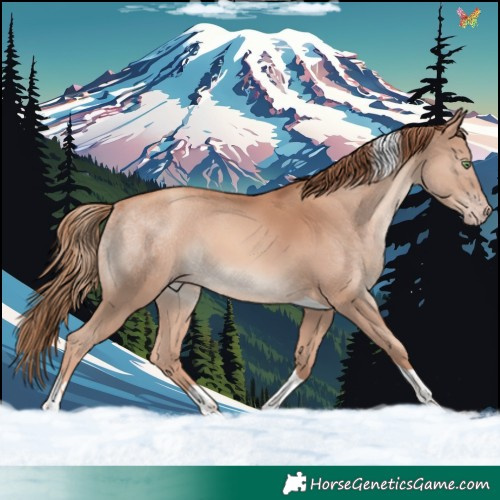 Horse Color:Gold Champagne Tobiano