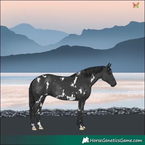 Horse Color:White Spotted Black Rabicano 