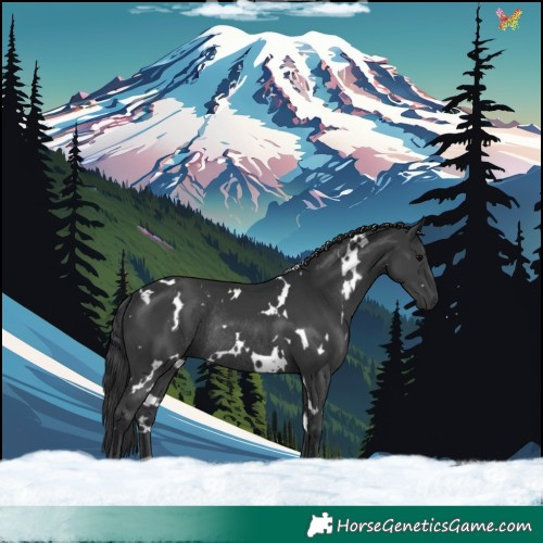 Horse Color:White Spotted Black Rabicano