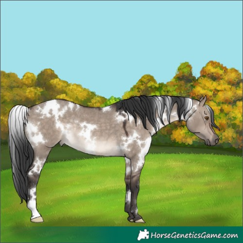 Horse Color:White Spotted Brown Dun Mushroom Rabicano